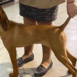 Vizslas from ProClub Good Dog
