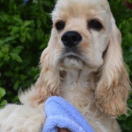 Cocker Spaniels and Poodles from Stanfield Farms