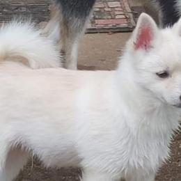 Loki - Pomsky puppy in Stover, Missouri from Lx2 County Line Pomskis