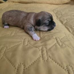 Boy3 - Red sable male Havanese puppy in Batesville, Arkansas from Hillbilly Havanese
