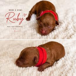 Ruby - Red  female Poodle puppy in Perris, California from Our Poodiful Life