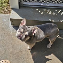 French Bulldog Puppies from LMD Frenchies