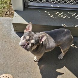 French Bulldog Puppies from LMD Frenchies