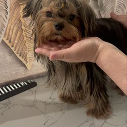 Cyber monday special Russian Lexx 5999 - Black and tan male Yorkshire Terrier puppy in Las Vegas, Nevada from Made in Heaven Yorkshire Terrier Las Vegas