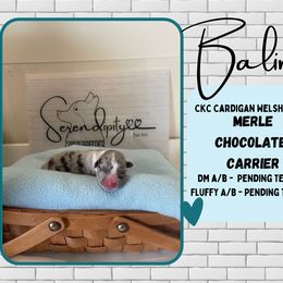 Balin - Blue merle and white Cardigan Welsh Corgi puppy in Westminster, Maryland from Serendipity Corgi's