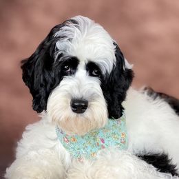 Hadley - Australian Labradoodle