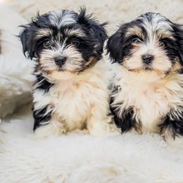 Havanese from Cabana Havanese