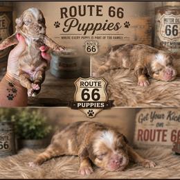 Dior - Merle male Shihpoo puppy in Delphos, Ohio from Route 66 Poodles & Doodles, Sapphire Shih-tzu's of Ohio