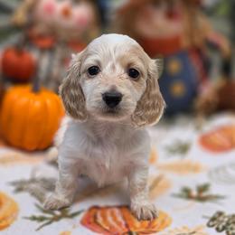 Snowy - Piebald female Dachshund puppy in Lady Lake, Florida from K Rae's Dachshunds