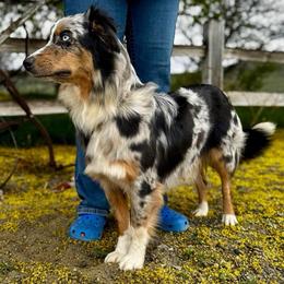 Aspenrains Ivy Through The Canyon V5 (Lola) - Blue merle female Miniature Australian Shepherd puppy in Tonasket, Washington from V5 Aussies