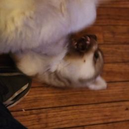 Siberian Husky Puppies from Harrington's Huskies