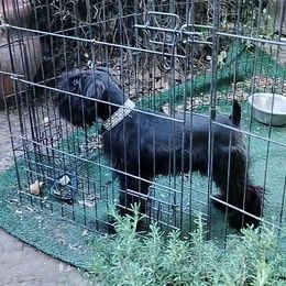 Crow - Black Miniature Schnauzer puppy in Templeton, California from Zion Miniature Schnauzers