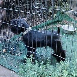 Crow - Black Miniature Schnauzer puppy in Templeton, California from Zion Miniature Schnauzers