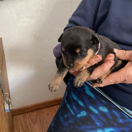 Girl 3 - Black and mahogany female Rottweiler puppy in Cartersville, Virginia from Vom Heldenhaft Rottweilers