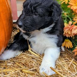 Eve - Aussiedoodle puppy from Doodle Mountain