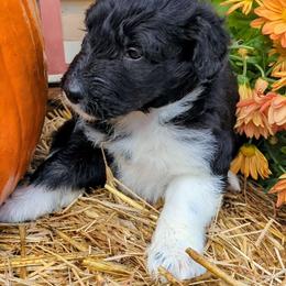 Eve - Aussiedoodle puppy from Doodle Mountain