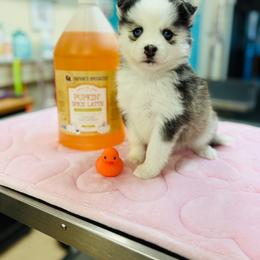 Betty - Black and white female Pomsky puppy in Yavapai County, Arizona from Pawsh Pomskies