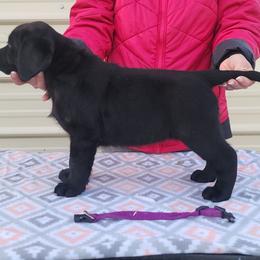 Purple Collar - Black female Labrador Retriever puppy in Yelm, Washington from Prince Labradors