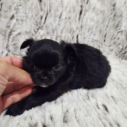 Black tiny girl - Black female Chihuahua puppy in Richmond, Virginia from Breens