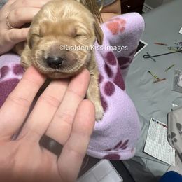 Golden Retriever Puppies from Golden Kiss Retrievers