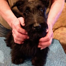 Scottish Terrier Puppies from Gallica Scottish Terriers