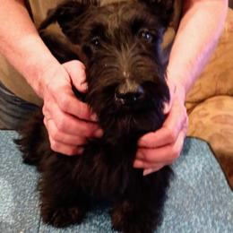 Scottish Terrier Puppies from Gallica Scottish Terriers