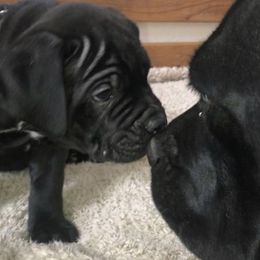 Cane Corso Puppies from Ruby Mountain Royalty