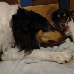 Collie puppies from Campers Collies