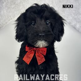 Nikki - Black female Goldendoodle puppy in Milford, Indiana from Railway Acres Kennel