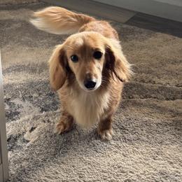 Lola - Dachshund