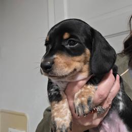 Pippie's black and tan piebald smooth boy - Piebald male Dachshund puppy in Declo, Idaho from Dozendachs