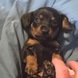 Henry - Black and tan male Dachshund puppy in Kirtland, New Mexico from EZ 2 Love Dachshunds