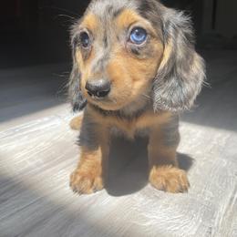 Dachshund Puppies from Dachshund Family Love Breeders
