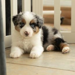 STARS AND STRIPES - Blue merle female Australian Shepherd puppy in Markleville, Indiana from Take Five Aussies