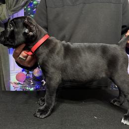 Red - Black female Cane Corso puppy in Norwalk, California from Gaxx Corsos