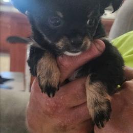 Spunky - Black and tan female Chihuahua puppy in Goodman, Missouri from Jessica's Dashing Dachsunds and Chihuahuas