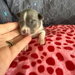 Luna - White and silver female Rat Terrier puppy in Molalla, Oregon from The Puppy Patch Rat Terriers
