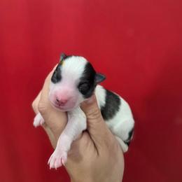 Millie - Wolf sable female Pomsky puppy in Mc Callsburg, Iowa from SZ Rolling Acres LLC