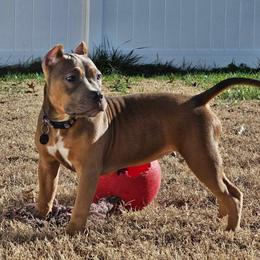 American Bully Puppies from Night Court Bullies