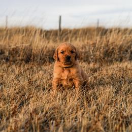 Kahula (brown) - Dark golden female Golden Retriever puppy in Bynum, Montana from Summit Canine Breeding