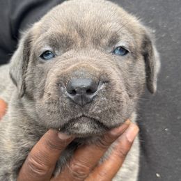 Cane Corso from Gentle giant kennels