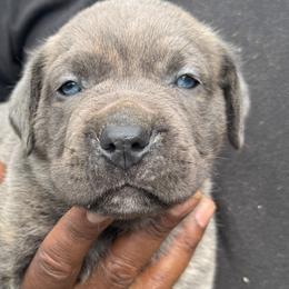 Cane Corso from Gentle giant kennels