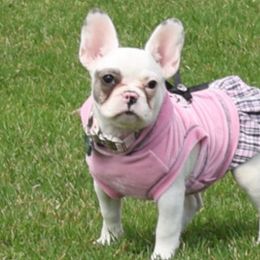 Snow - French Bulldog