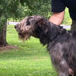Friday - Irish Wolfhound
