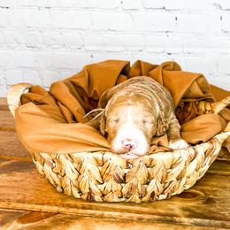 Bernedoodle and Goldendoodle Puppies from Larsen Litters