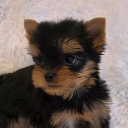 Lili - Black and gold female Yorkshire Terrier puppy in Luray, Tennessee from Little Angel Yorkies