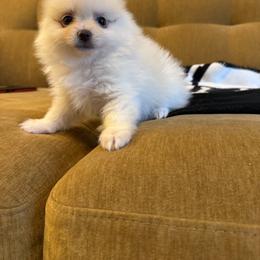 Snowy - White male Pomeranian puppy in San Antonio, Texas from San Antonio Pomeranian