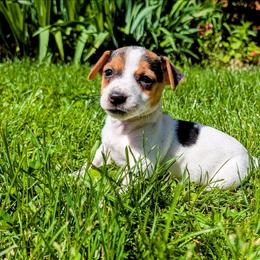 Tilly - Tri-color female Russell Terrier puppy in Sandown, New Hampshire from Patch Wood Irish Jacks