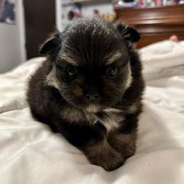 Dolly - Black and tan female Pomeranian puppy in Springfield, Missouri from Hope Mountain Pomeranians