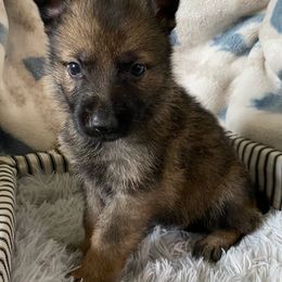 Pink collar - Sable German Shepherd puppy in Punta Gorda, Florida from Blitzenhaus Working Dogs